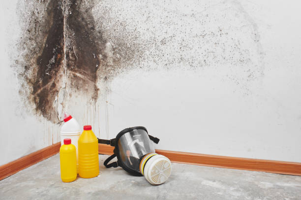 Best Toxic Mold Removal  in Mifflinburg, PA