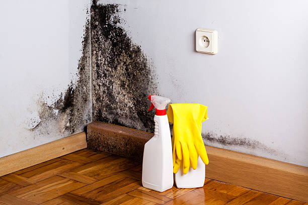 Mold Testing and Removal in Mifflinburg, PA